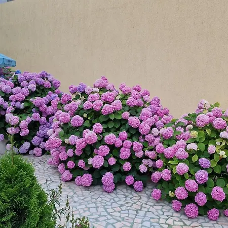 Guest house Turcoaz